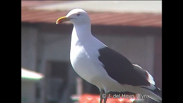 ミナミオオセグロカモメ（dominicanus） - ML610820471