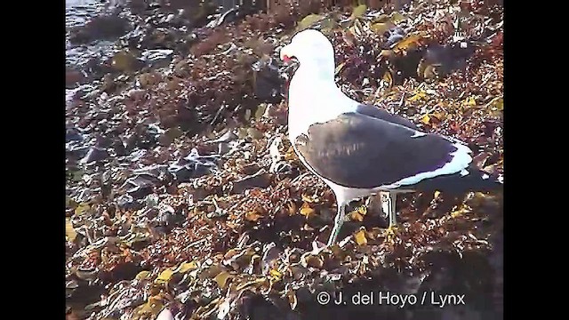 Kelp Gull (dominicanus) - ML610820472