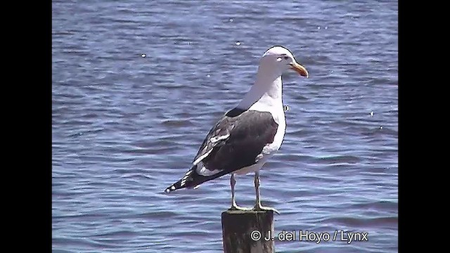 Kelp Gull (dominicanus) - ML610820474