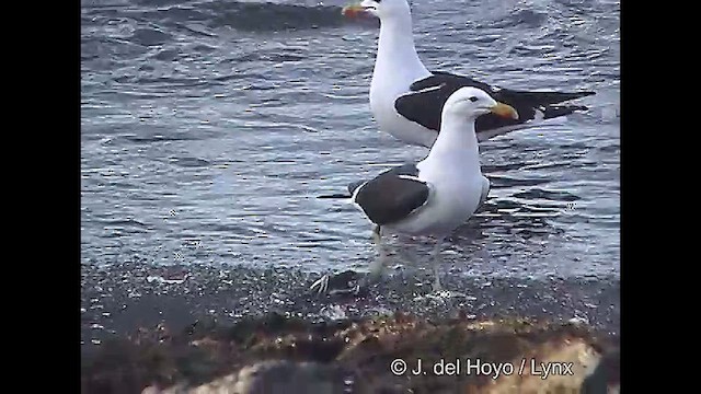 Gaviota Cocinera (dominicanus) - ML610820475