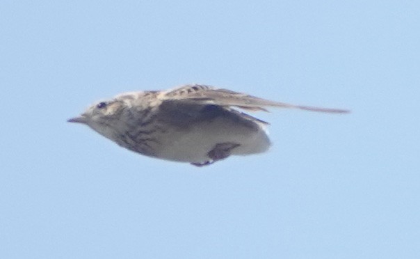 Eurasian/Oriental Skylark - 孟翰 謝