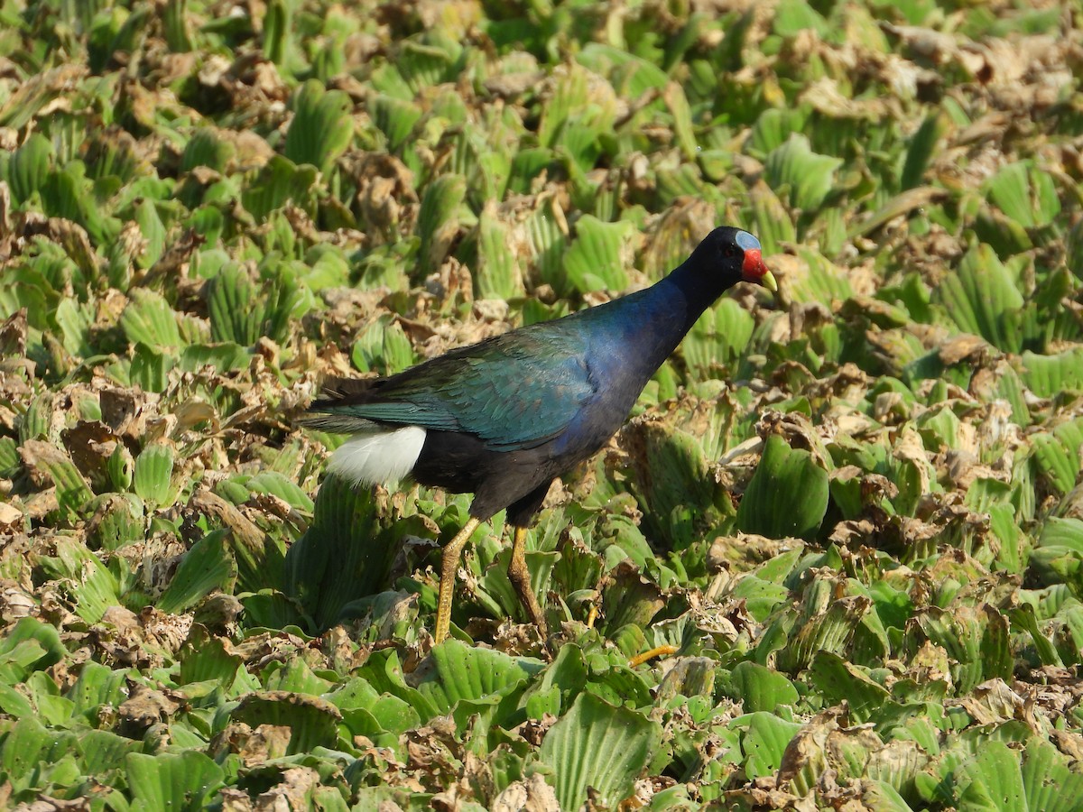 Purple Gallinule - ML610820599