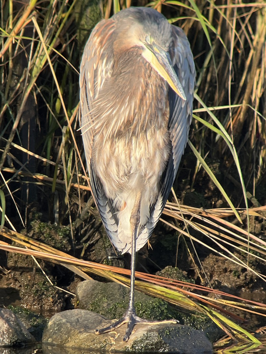 Great Blue Heron - ML610820714