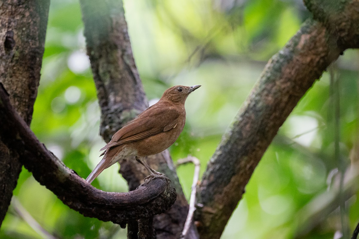 Hauxwell's Thrush - ML610820715