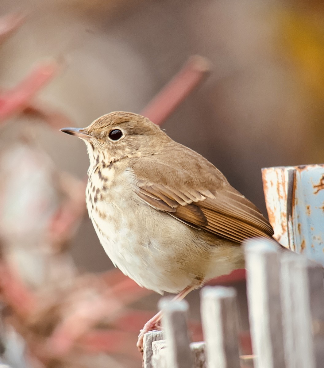 Hermit Thrush - Andrew Baksh