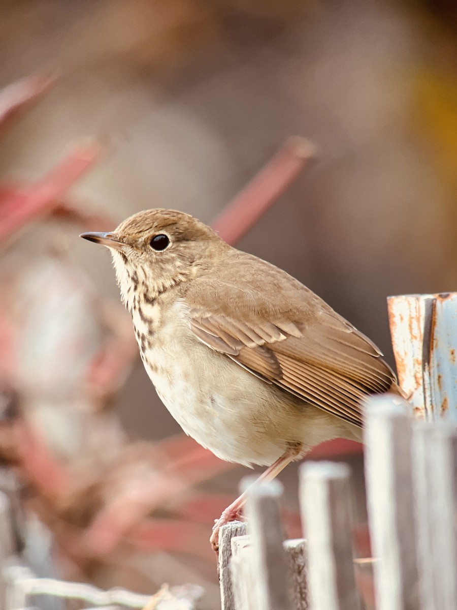 Hermit Thrush - Andrew Baksh