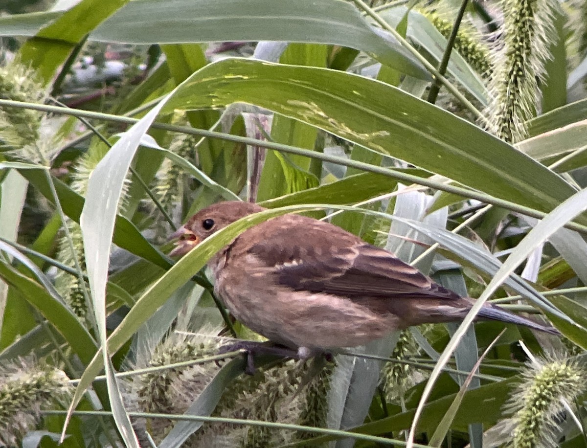 Indigo Bunting - ML610820758