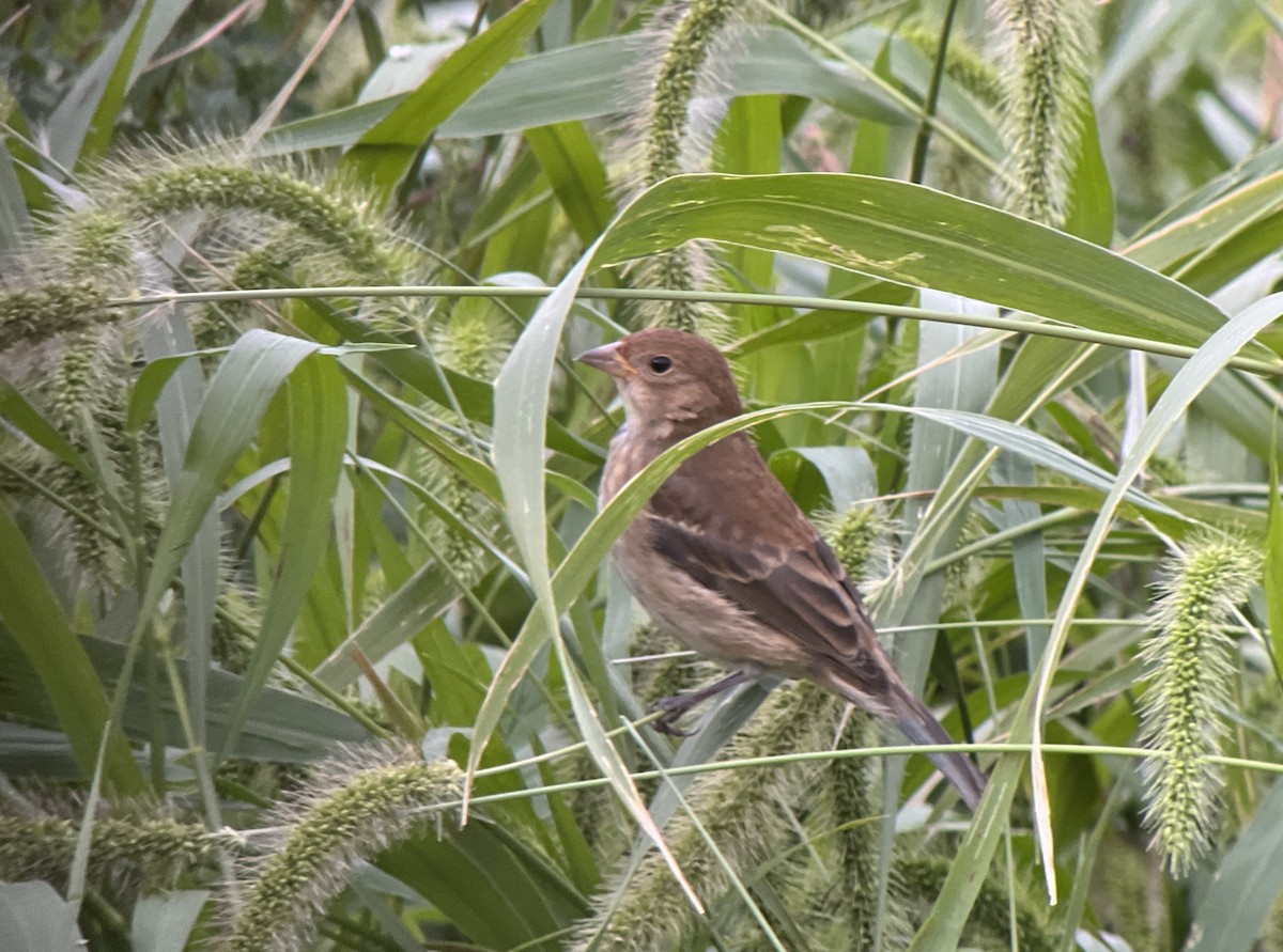 Indigo Bunting - ML610820759