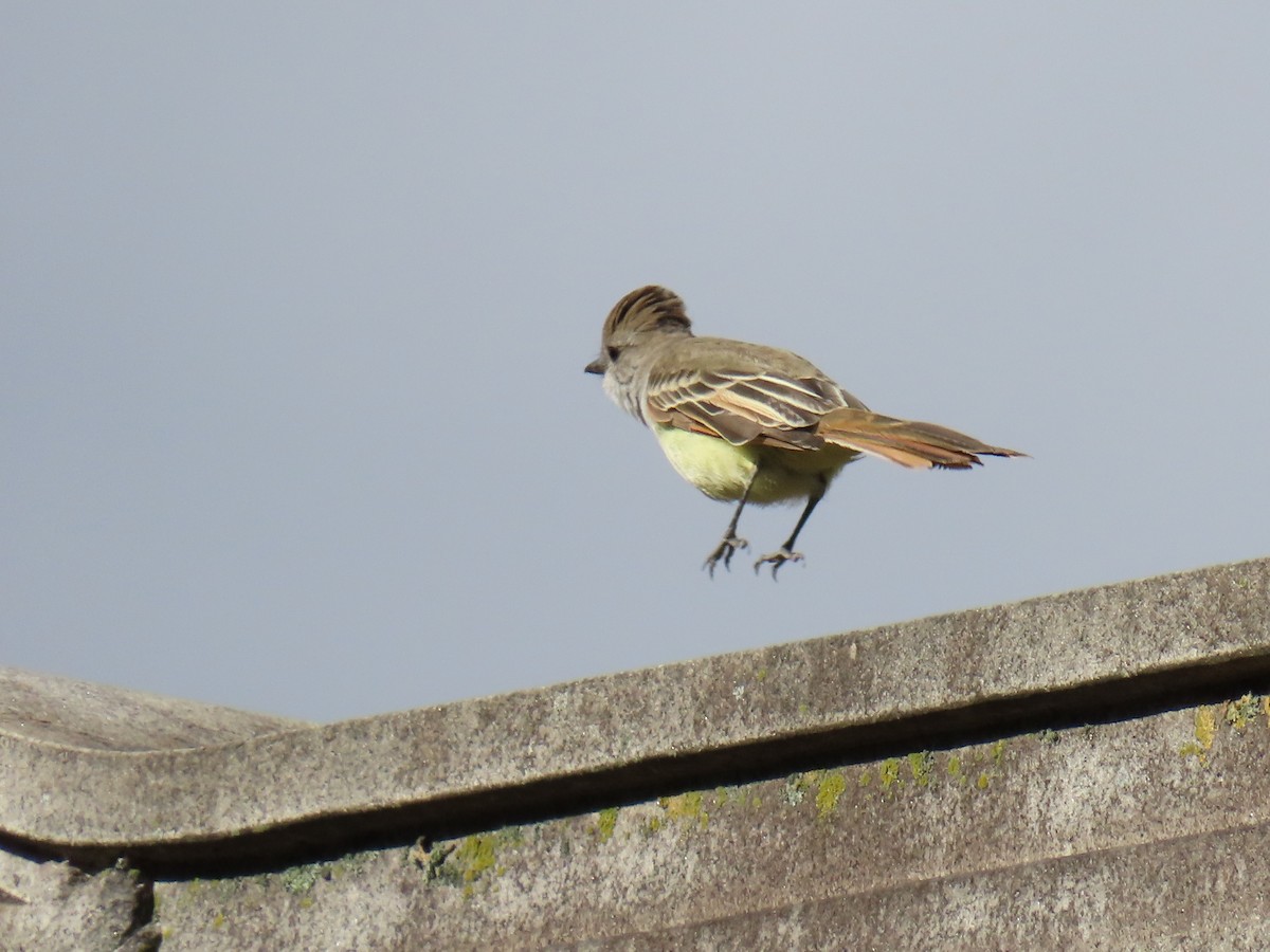 Ash-throated Flycatcher - ML610820835