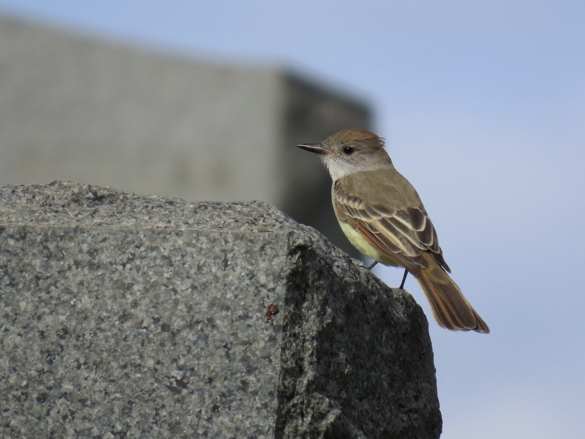 Ash-throated Flycatcher - ML610820836