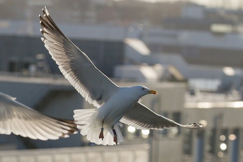 Yellow-legged x Lesser Black-backed Gull (hybrid) - Larus