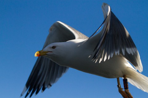 Yellow-legged x Lesser Black-backed Gull (hybrid) - Larus