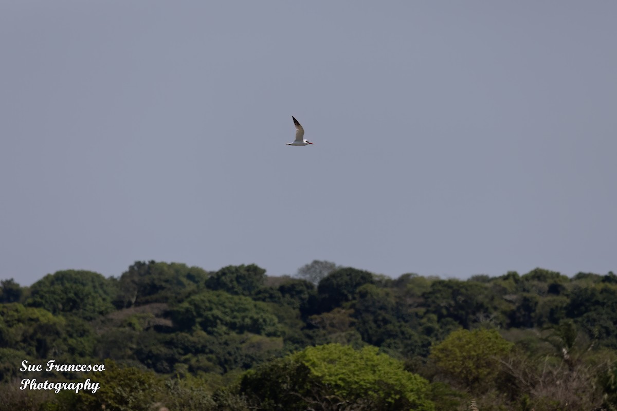 Caspian Tern - ML610820962