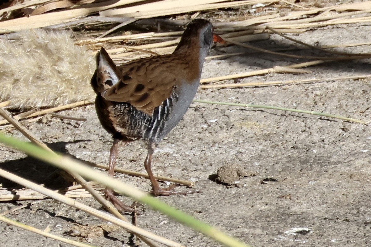 Water Rail - Paco Torres 🦆