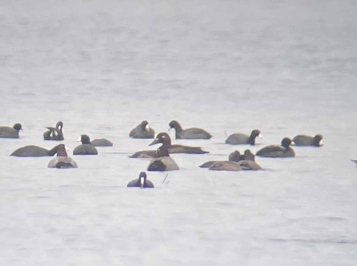 White-winged Scoter - Kimberly Emerson