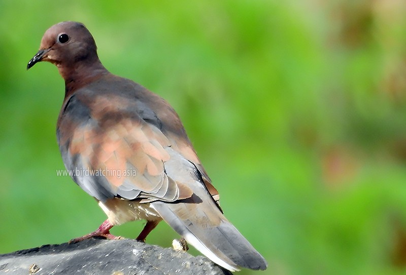 Laughing Dove - ML610821136