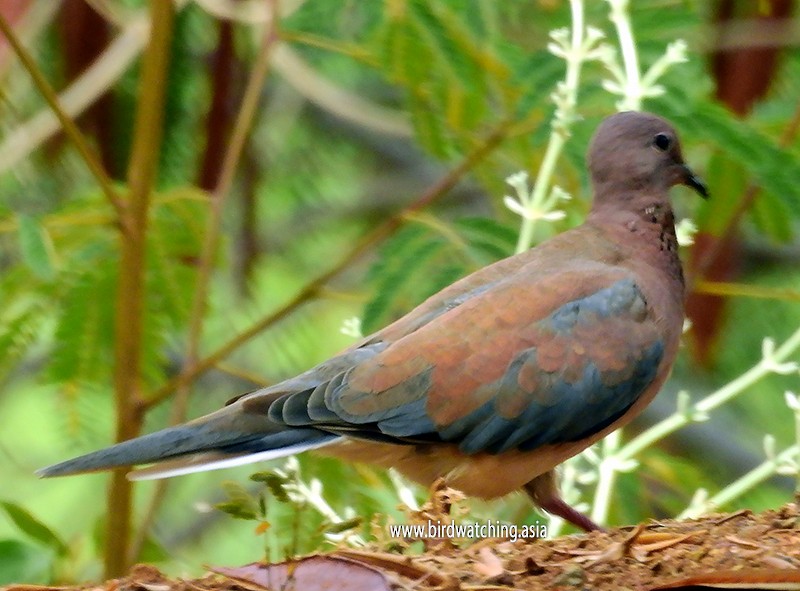Laughing Dove - ML610821137