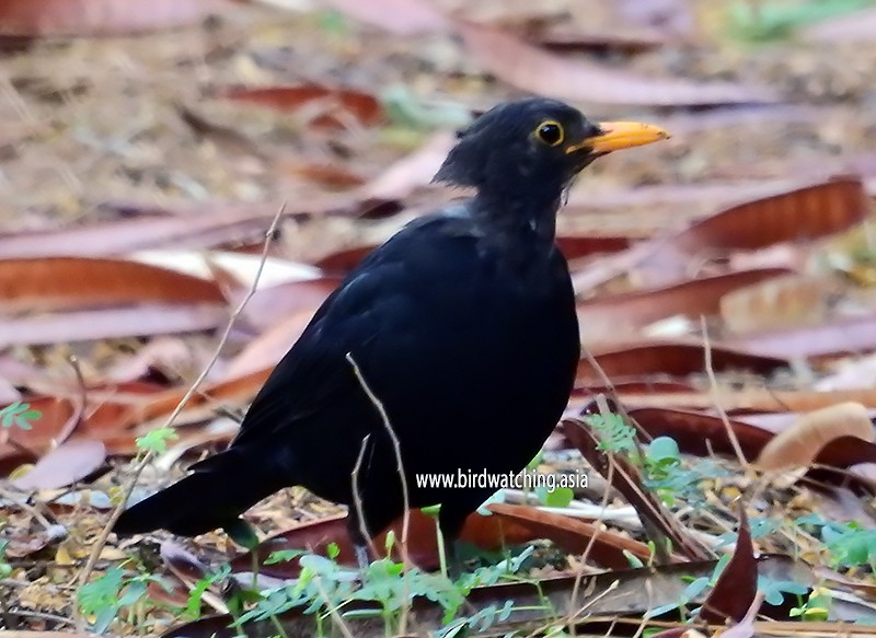 Eurasian Blackbird - ML610821145