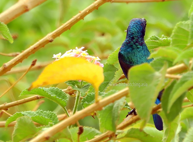 Palestine Sunbird - ML610821168