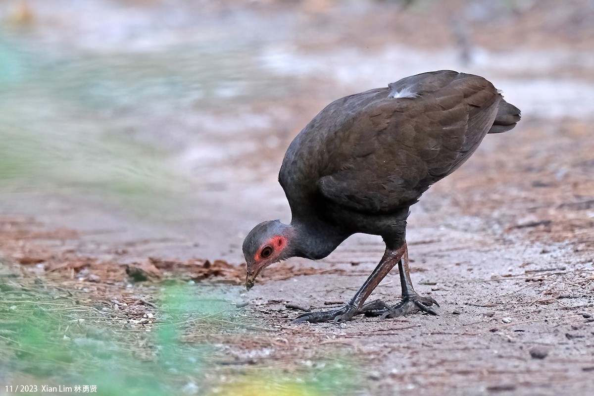 Philippine Megapode - ML610821227