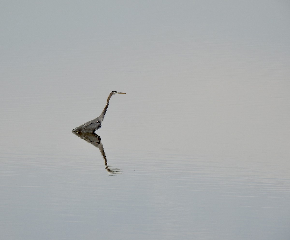 Great Blue Heron - ML610821247