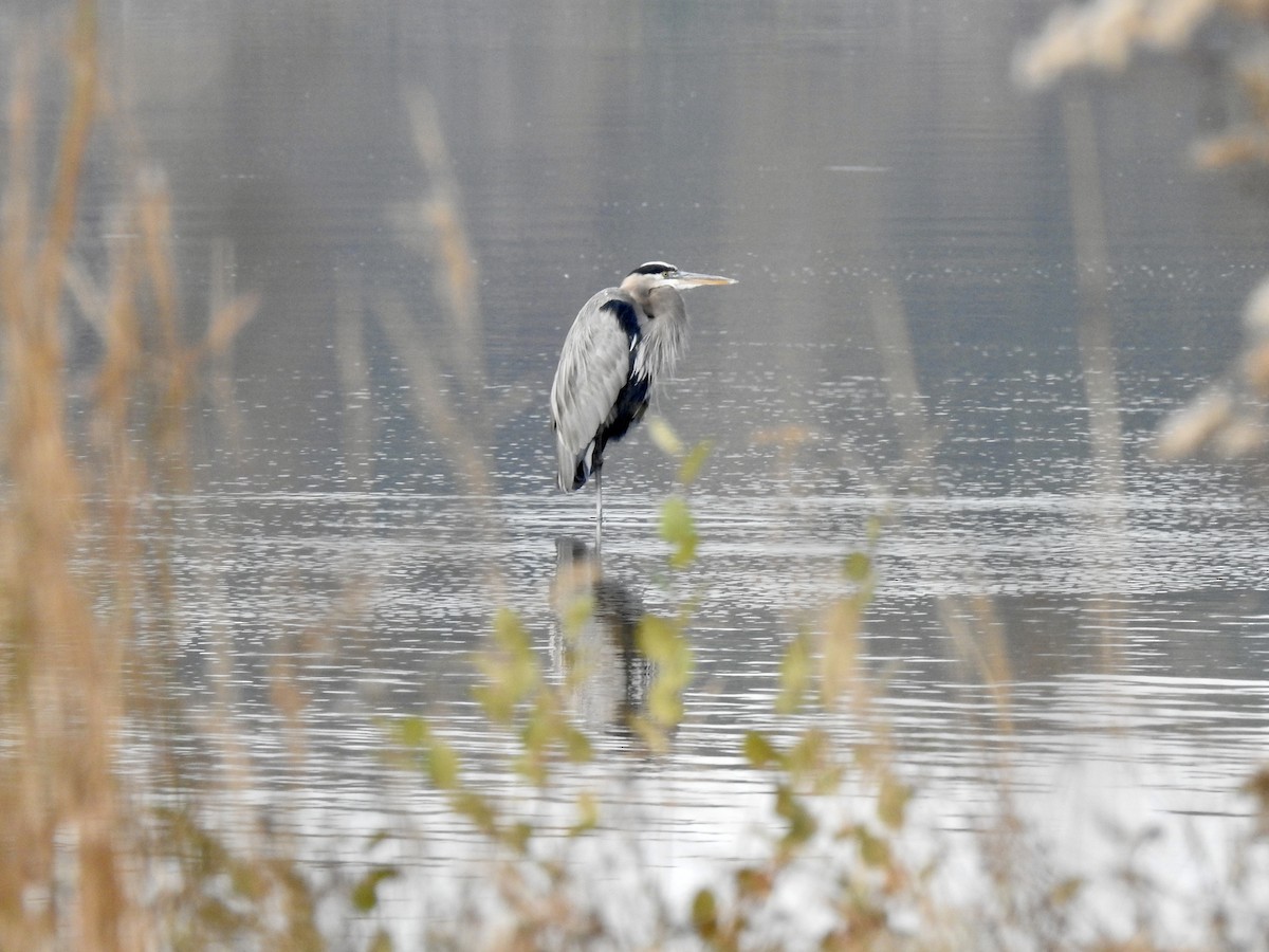 Great Blue Heron - ML610821249