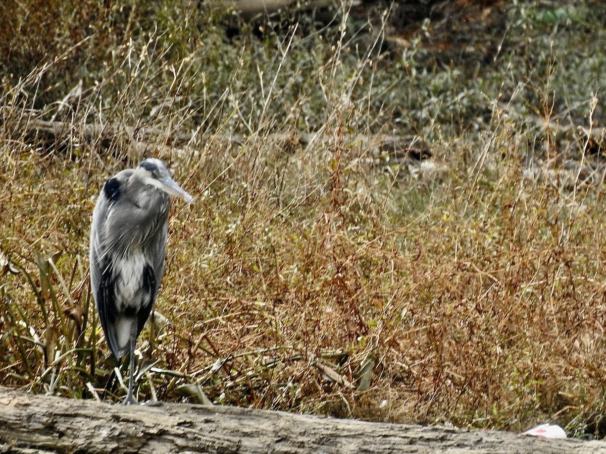Great Blue Heron - ML610821250