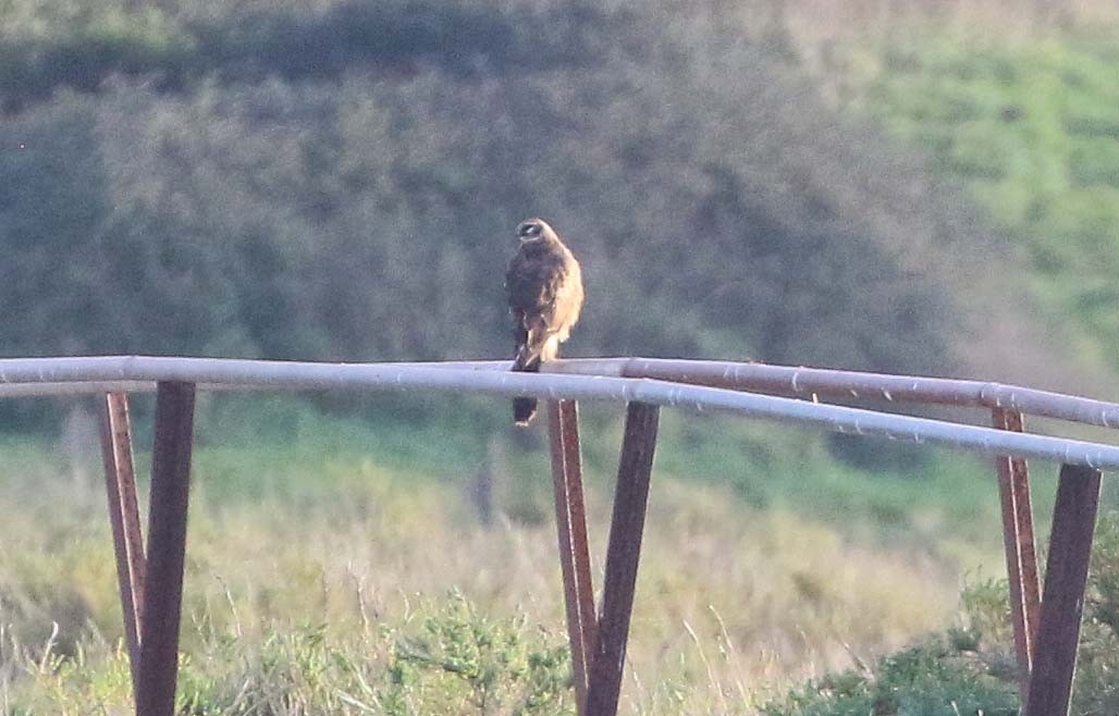 Pallid Harrier - Ashley Banwell