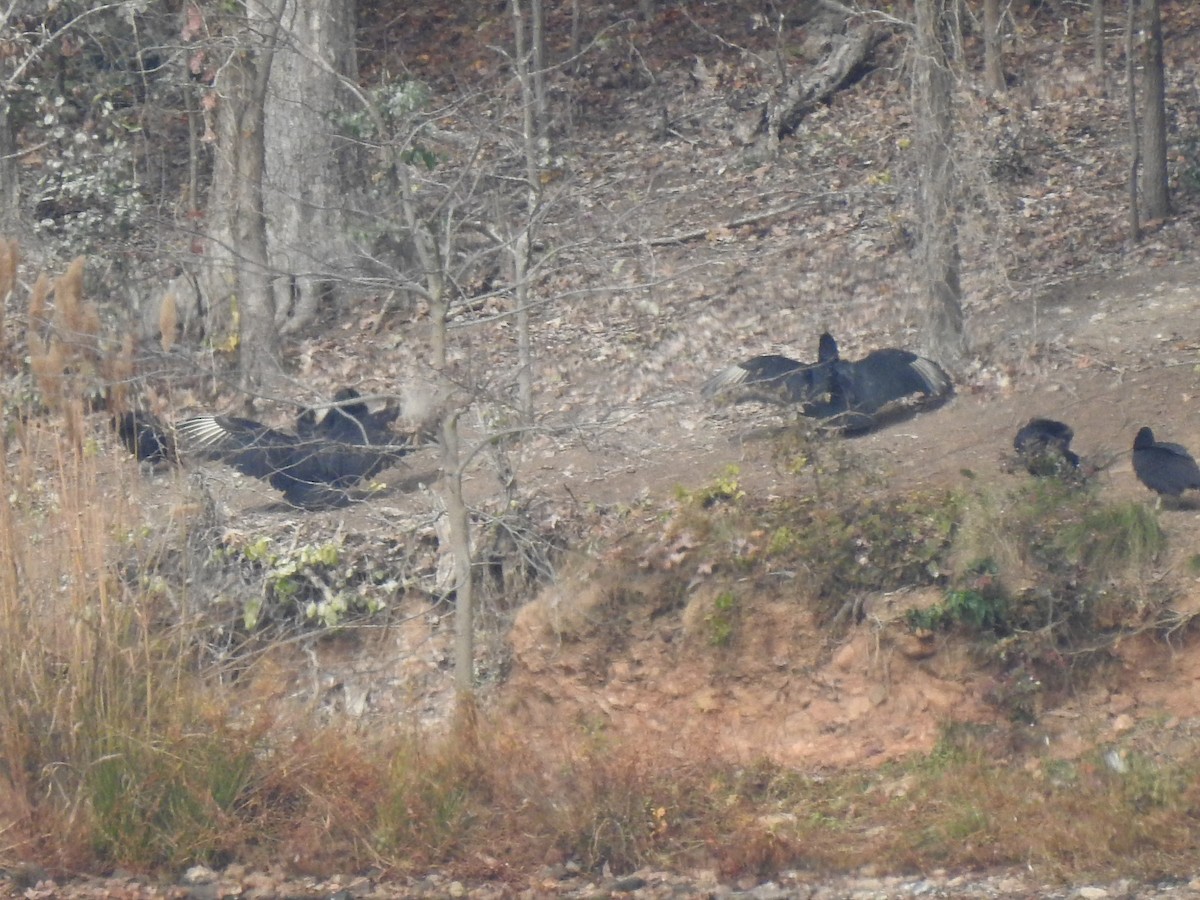 Black Vulture - ML610821271