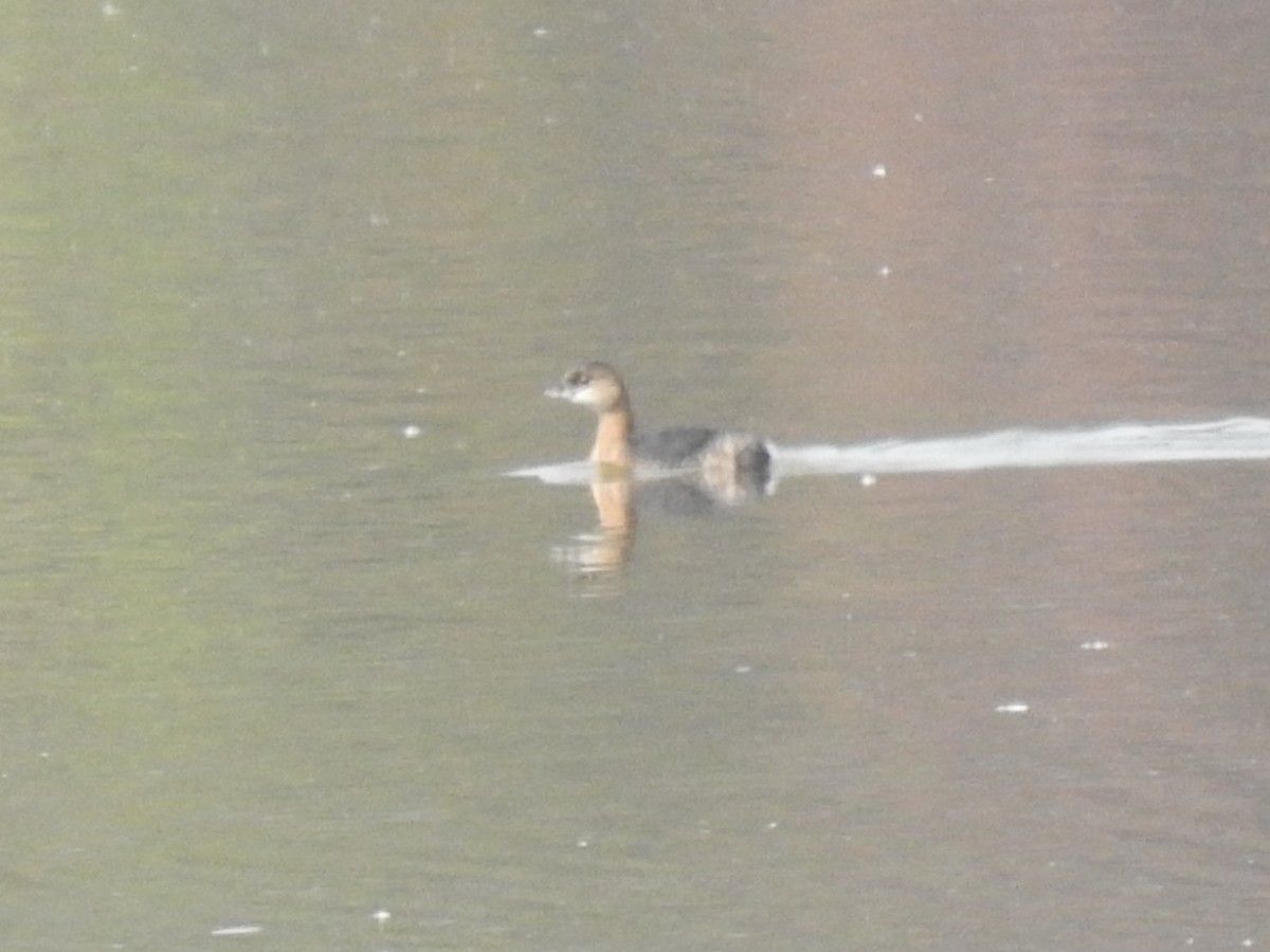 Pied-billed Grebe - ML610821285