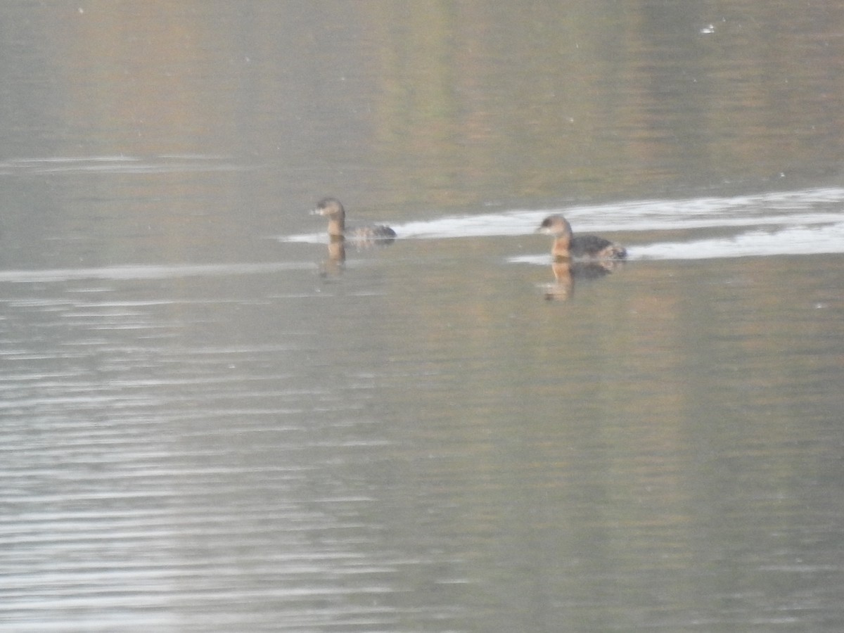 Pied-billed Grebe - ML610821286