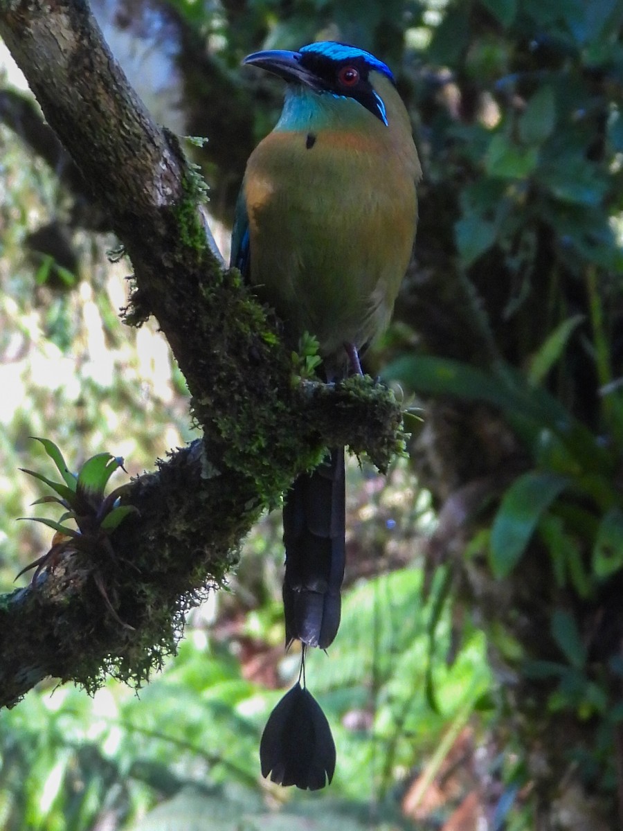 Lesson's Motmot - ML610821287