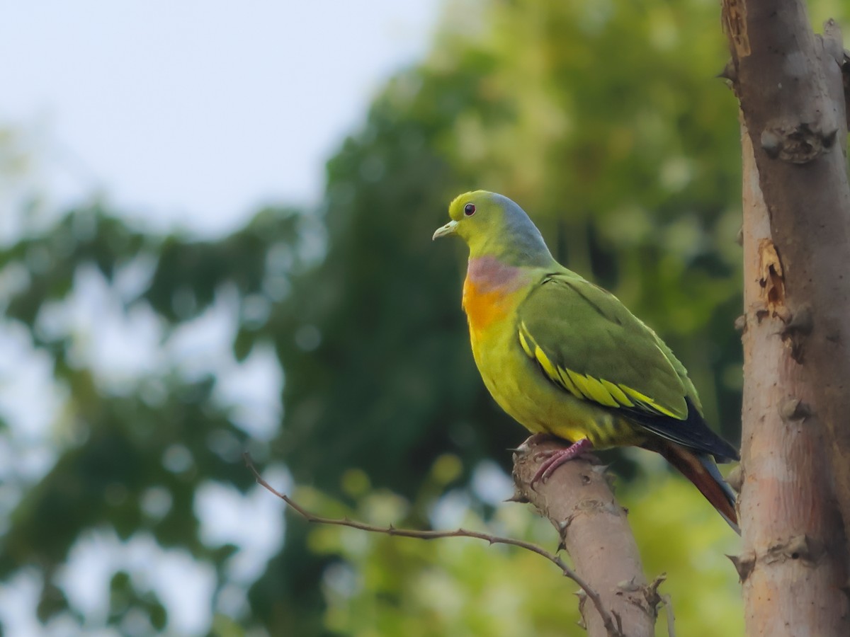 Orange-breasted Green-Pigeon - ML610821299