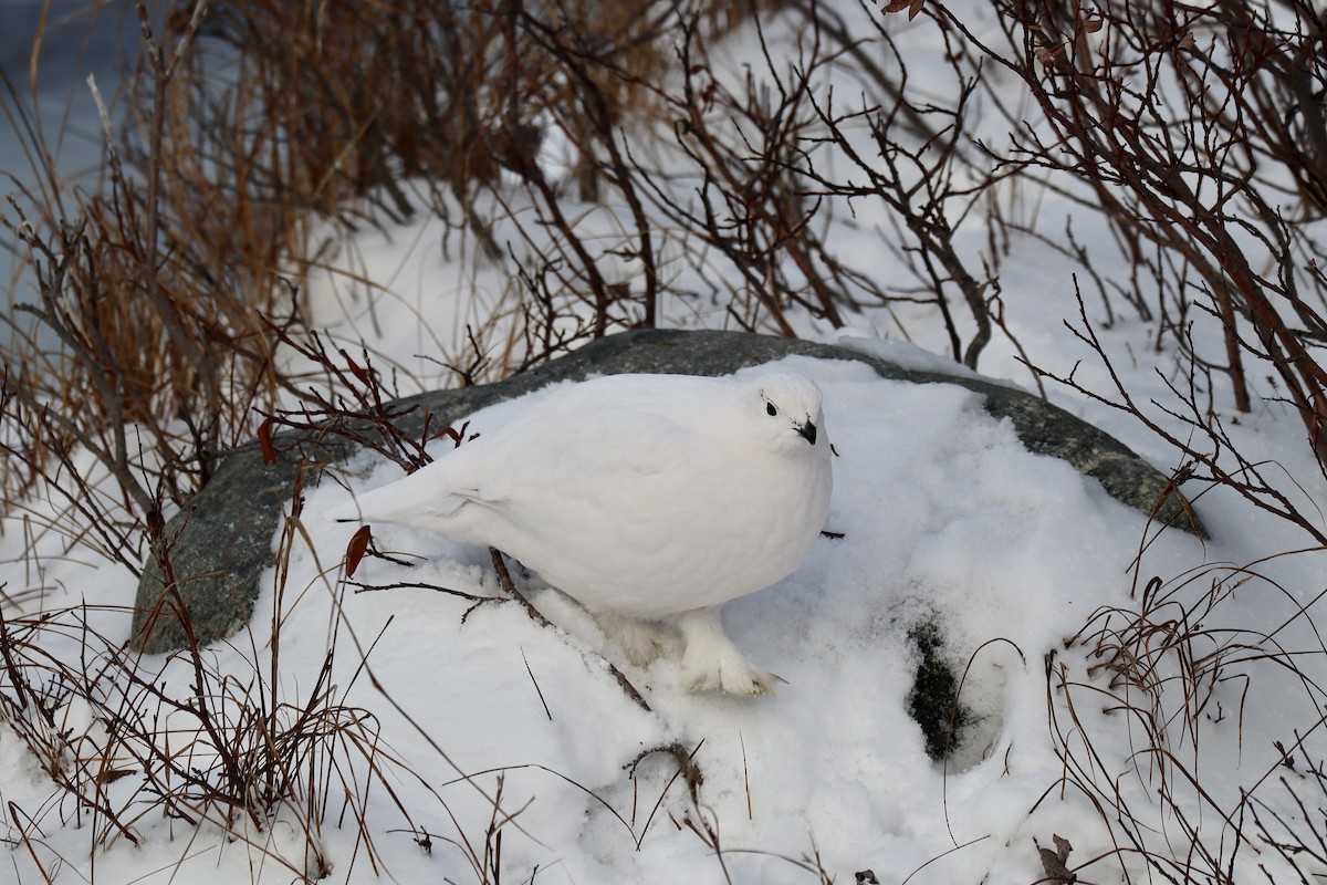 Willow Ptarmigan - ML610821348