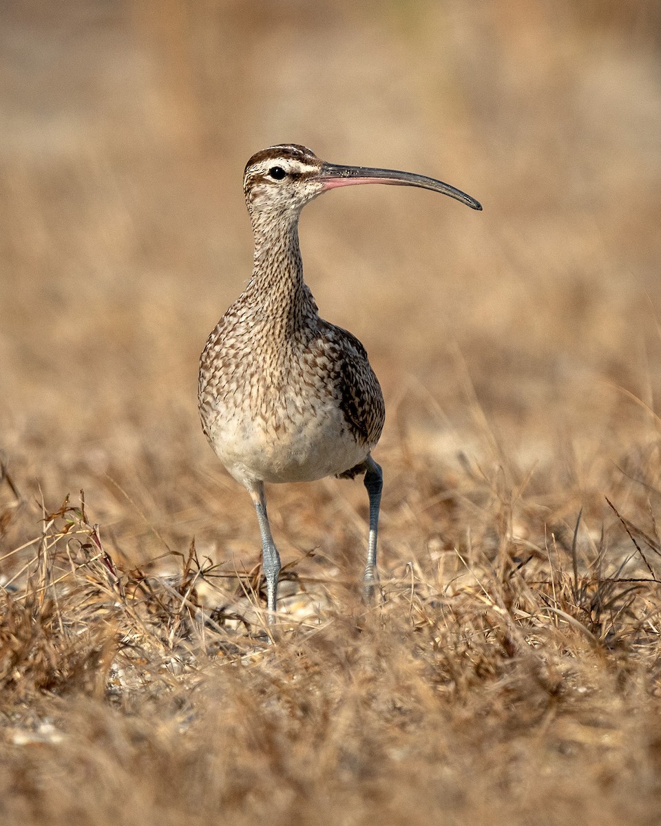 Whimbrel - ML610821352