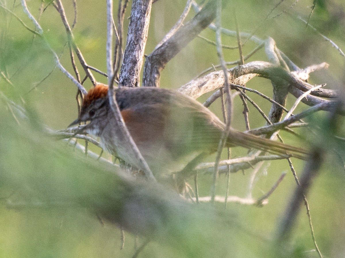 Pale-breasted Spinetail - ML610821395