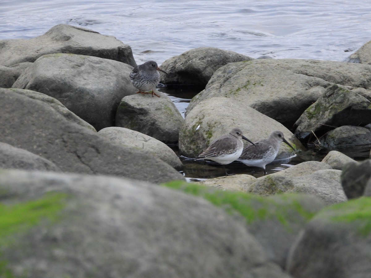 Purple Sandpiper - Germain Savard