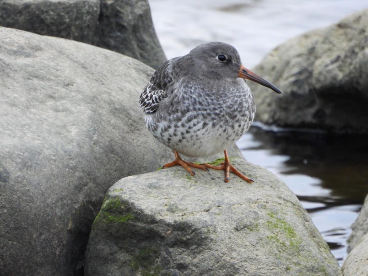 Purple Sandpiper - Germain Savard