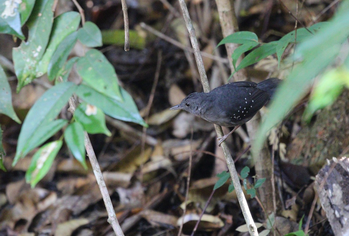 Humaita Antbird - ML610821478