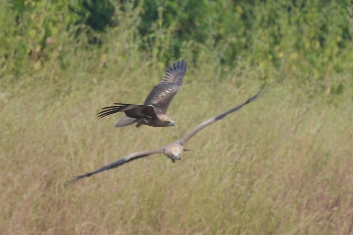 Brahminy Kite - ML610821602