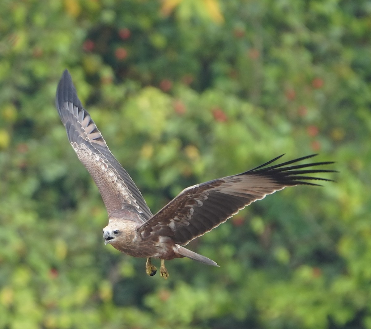 Brahminy Kite - ML610821604