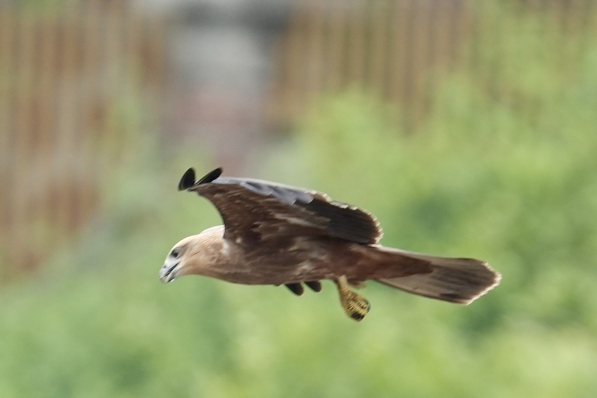 Brahminy Kite - ML610821608