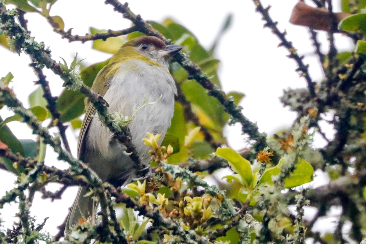 Kara Gagalı Koca Vireo - ML610821637