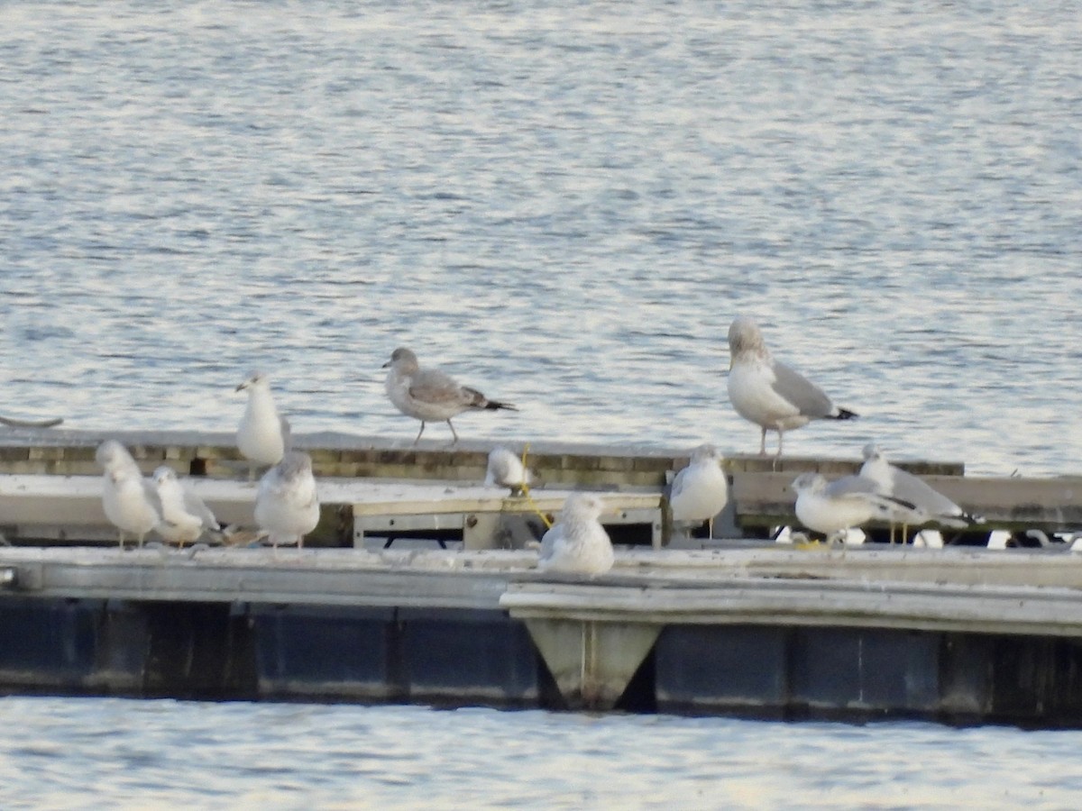 Ring-billed Gull - ML610821639