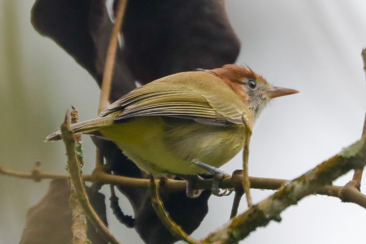 Viréon à nuque rousse - ML610821641