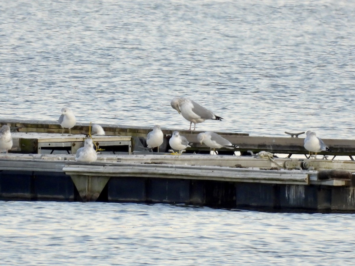 Herring Gull - Nathaniel Moulton