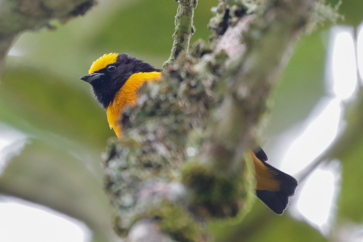 Orange-crowned Euphonia - ML610821647