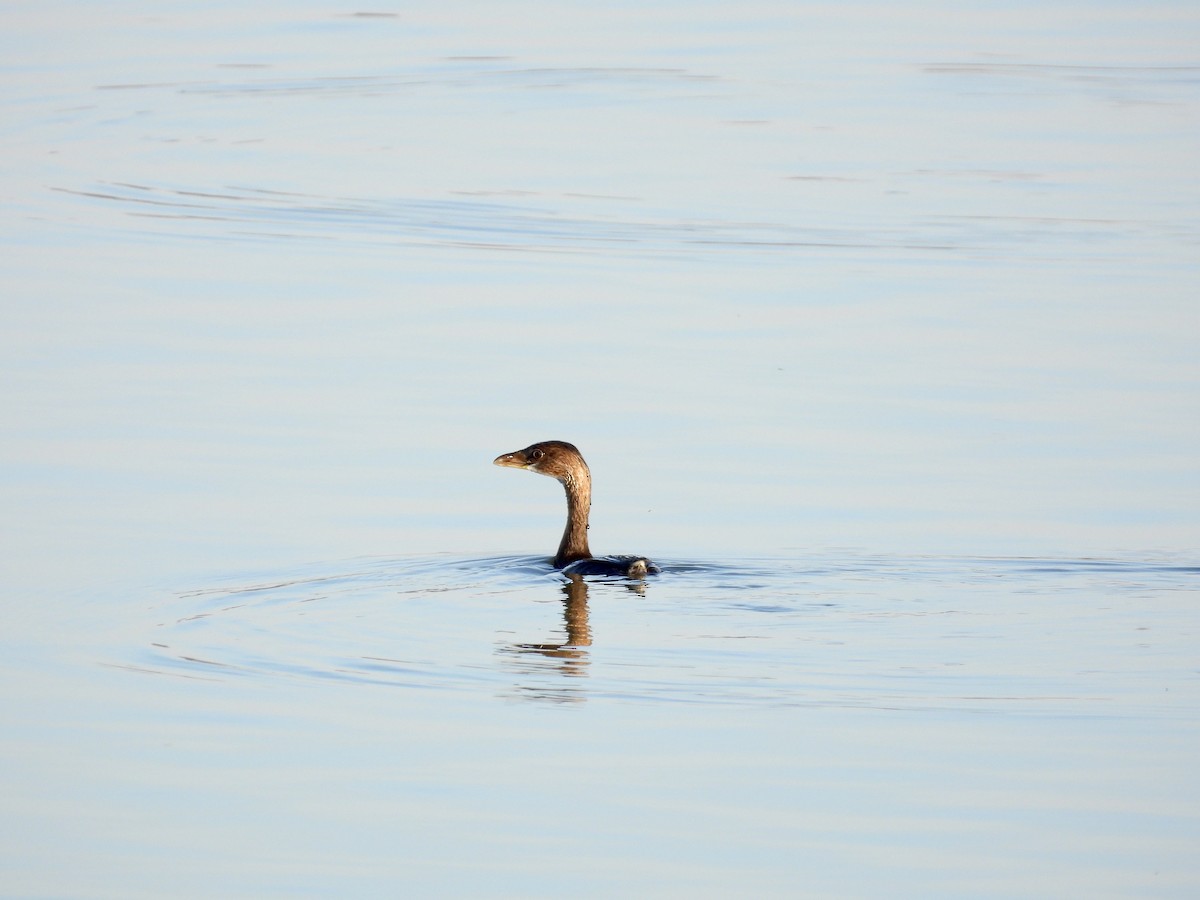 Pied-billed Grebe - ML610821661