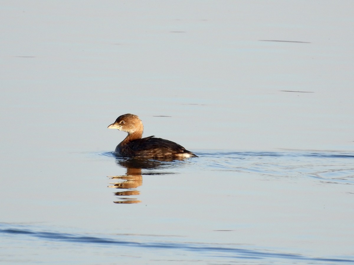 Pied-billed Grebe - ML610821664