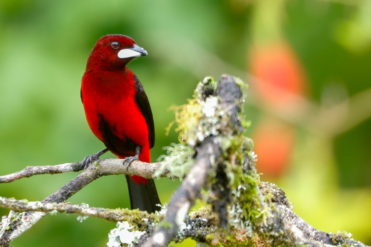 Crimson-backed Tanager - ML610821666